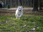 Japanese Spitz Simba in the forest