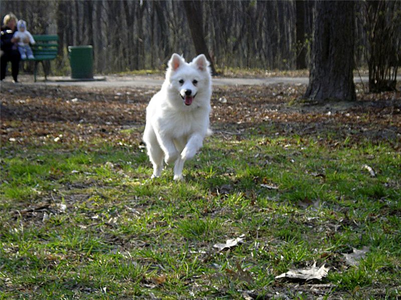 Japanese Spitz Simba in the forest фото