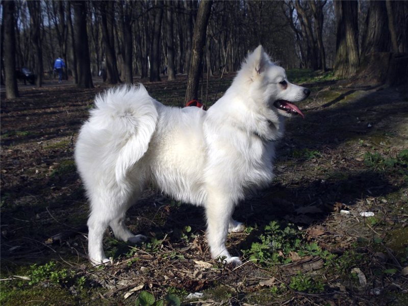 Japanese Spitz Simba фото