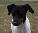 Japanese Terrier dog face