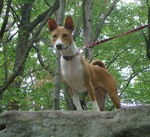 Jonangi dog on the mountain