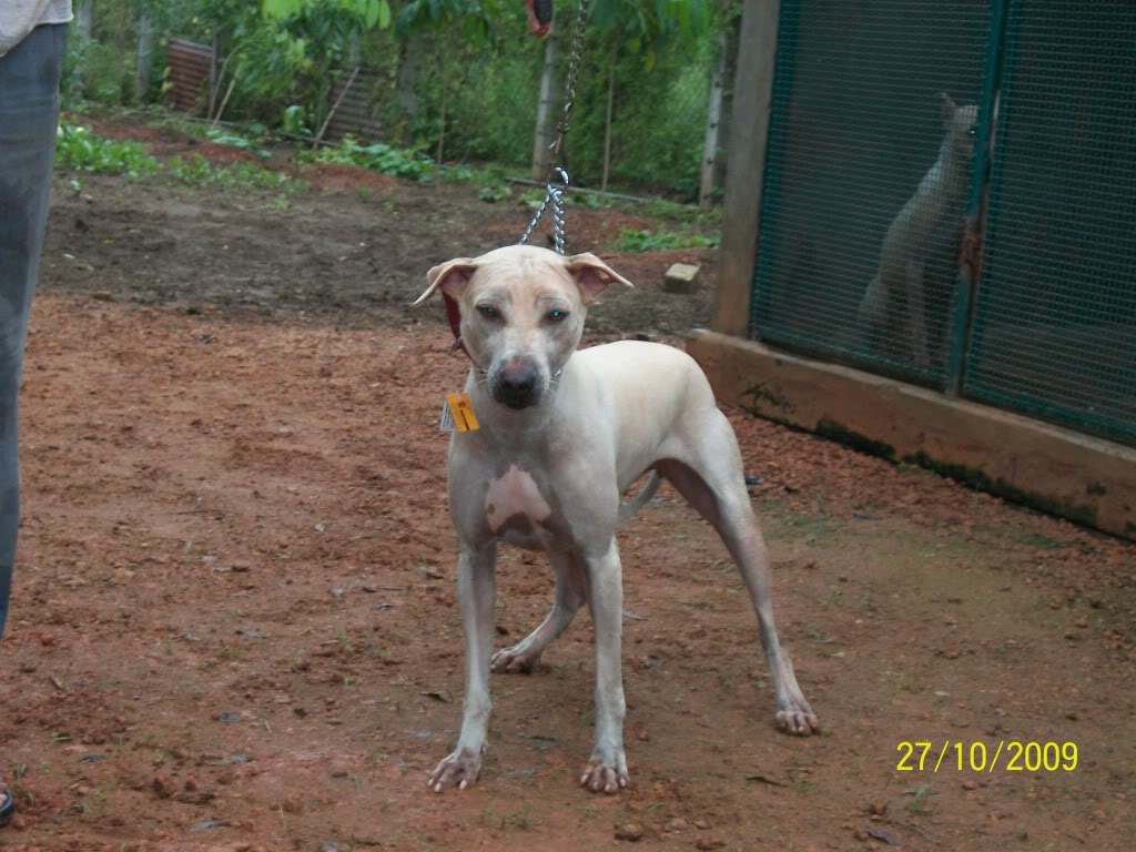 can a plott hound and a jonangi be friends