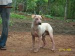 Jonangi dog with the owner