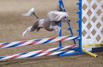 Jumping Chinese Crested dog