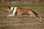 Jumping Collie Smooth dog