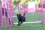 Jumping Croatian Sheepdog dog