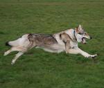 Jumping Czechoslovak Wolfdog