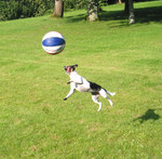 Jumping Danish Swedish Farmdog