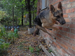 Jumping East-European Shepherd dog