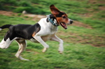 Jumping English Foxhound dog