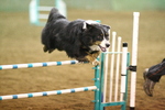 Jumping English Shepherd 