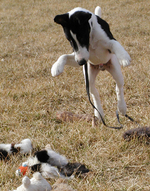 Jumping Fox Terrier (Smooth) dog