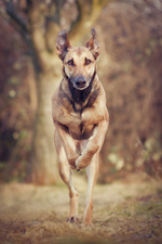 Jumping Galgo Español dog