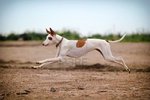 Jumping Ibizan Hound dog