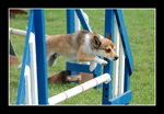 Jumping Norwegian Lundehund