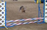 Jumping  Norwich Terrier