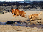 Jumping Nova Scotia Duck-Tolling Retriever dogs