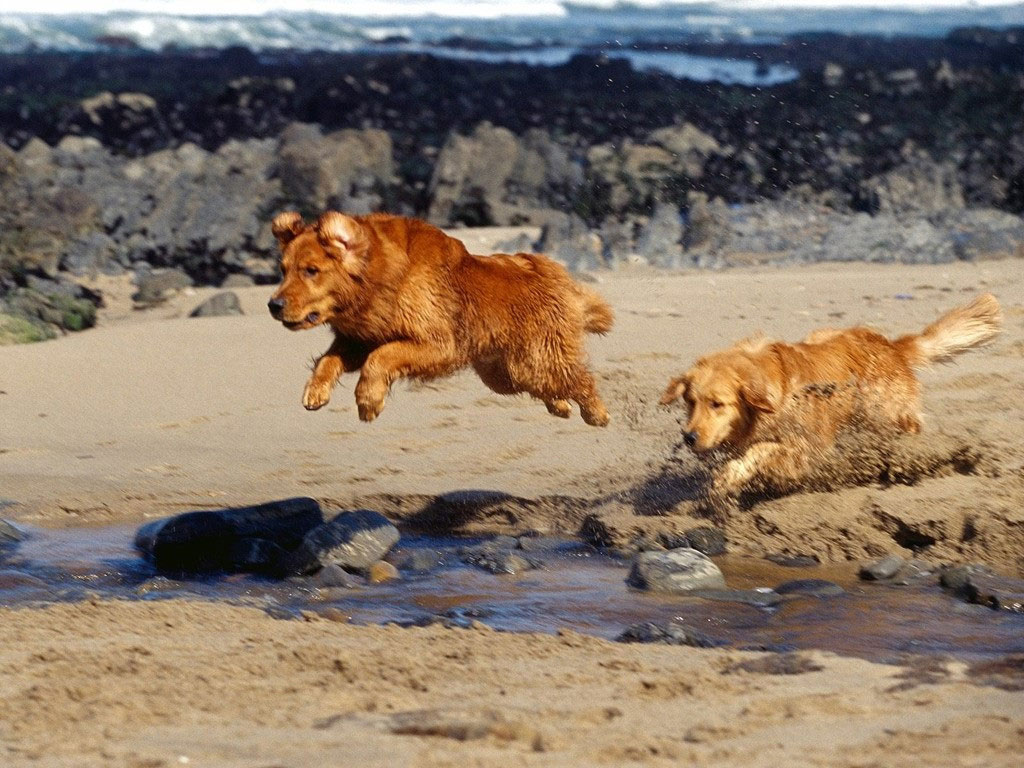 Jumping Nova Scotia Duck-Tolling Retriever dogs wallpaper