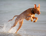 Jumping Pharaoh Hound