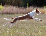 Jumping Podenco Canario 