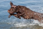 Jumping Pudelpointer dog