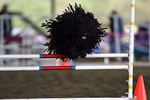 Jumping Puli