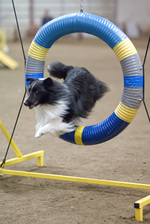 Jumping Shetland Sheepdog 