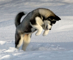 Jumping Siberian Husky dog