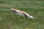 Jumping Silken Windhound