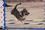 Jumping Swedish Vallhund