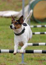 Jumping Tenderfield Terrier