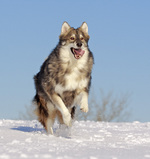 Jumping Utonagan dog