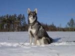 Jämthund dog in the snow