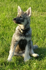 Jämthund dog on the grass