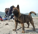 Kai Ken dog on the beach