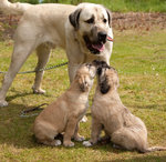 Kangal Dog and her babies 