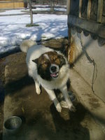 Karakachan Dog near the house