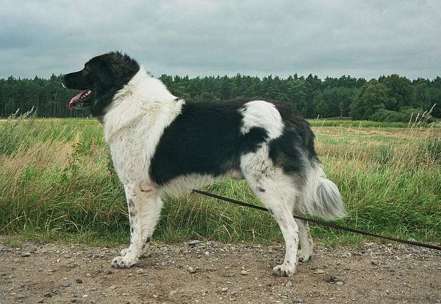 Karakachan Dog Photos And Wallpapers The Beautiful Karakachan Dog Pictures Karakachan Dog Photos And Wallpapers The Beautiful Karakachan Dog Pictures