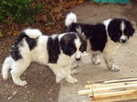 Karakachan Dog puppies