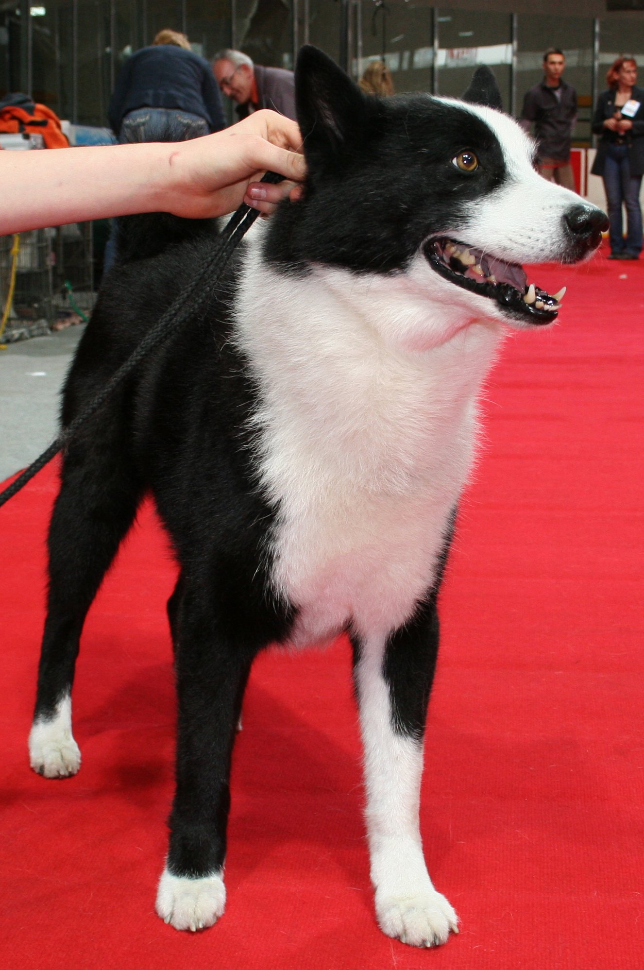 Karelian Bear Dog wallpaper