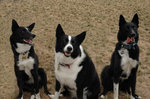 Karelian Bear Dogs 