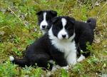 Karelian Bear puppies