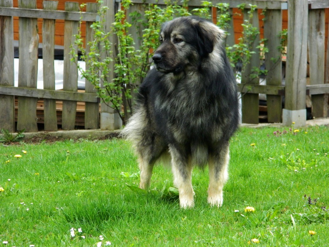 Karst Shepherd dog on the grass wallpaper