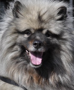 Keeshond dog face