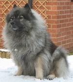 Keeshond dog in the snow