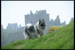 Keeshond dog on the mountain 