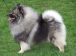 Keeshond dog