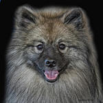 Keeshond dog portrait