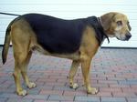Kerry Beagle dog
