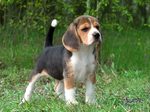 Kerry Beagle puppy